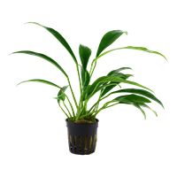 Anubias Barberi var. Glabra