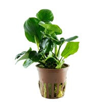 Anubias barberi "Coin Leaf" Tropica en pot