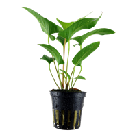 Anubias Gracilis en pot Tropica