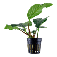 Anubias Barberi var. Caffeifolia pot Tropica