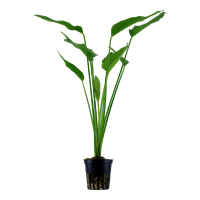 Echinodorus Palifolius XL