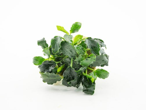 Anubias nana "mini kirin" en pot Dennerle