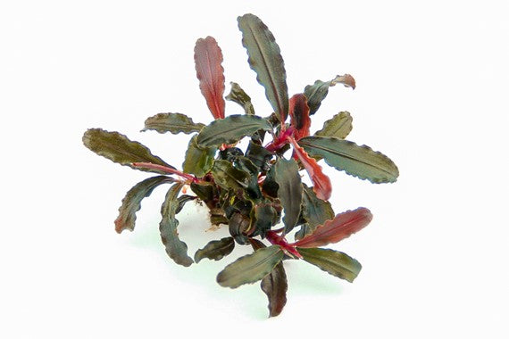 Buccephalandra sp. Red Scorpio Dennerle