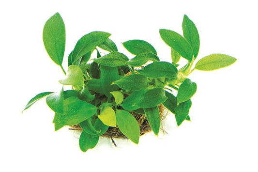 Anubia Nana Bonsai Pot dennerle