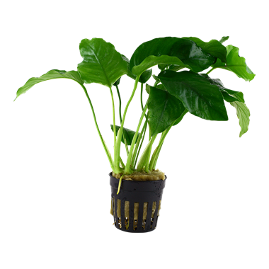 Anubia barteri var. barteri Tropica