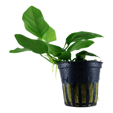 Anubias Barberi Var. nana pot Tropica