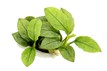 Anubias nana "Jade" en pot Dennerle
